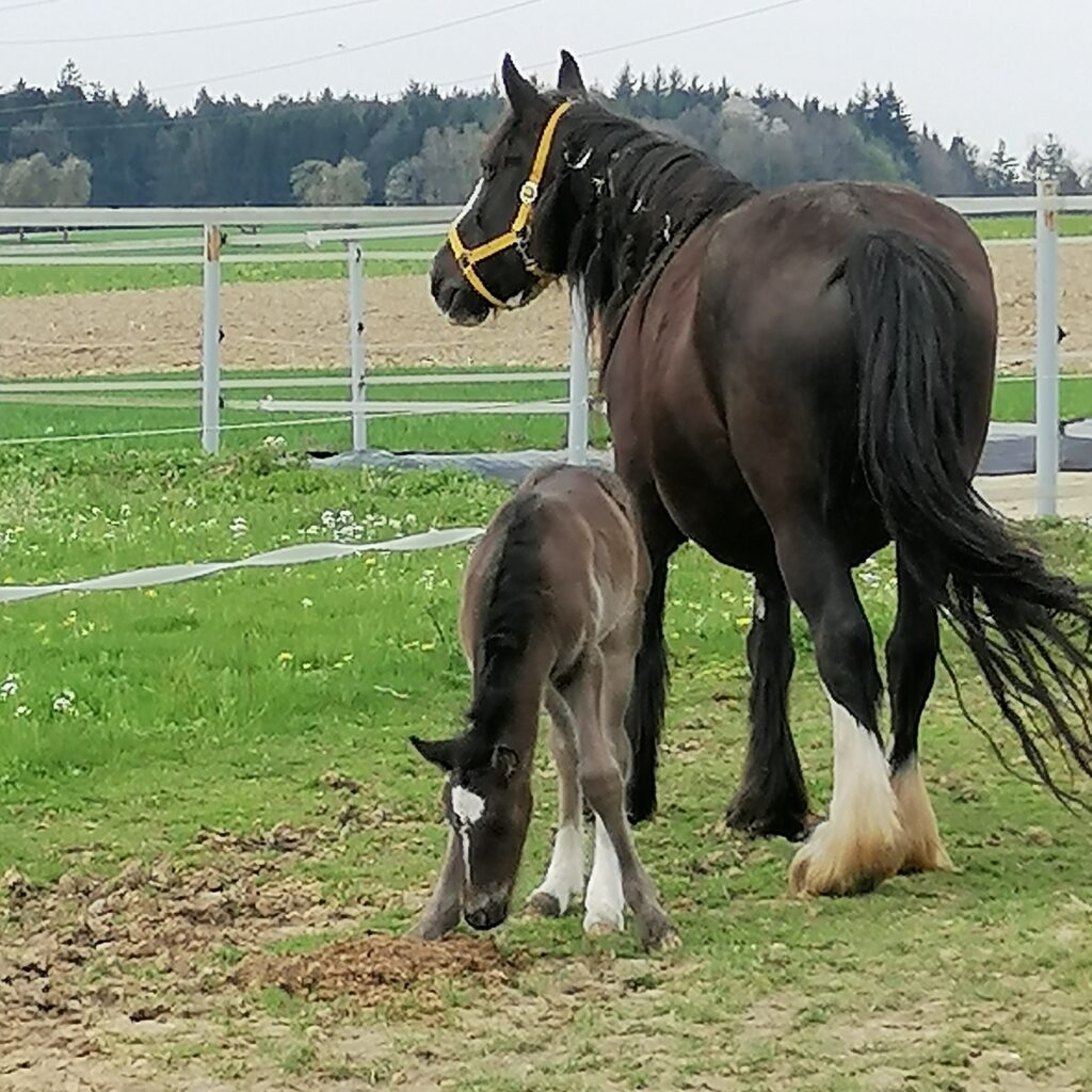 pferdegestütztes Coaching