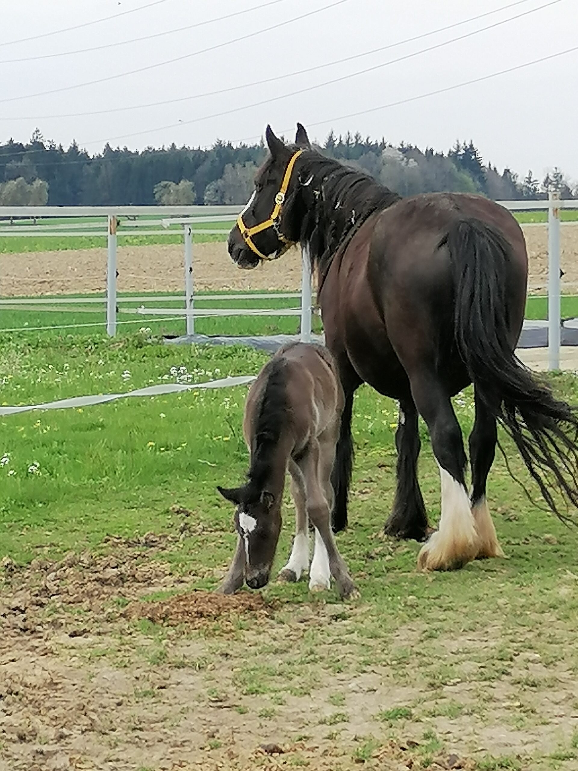 pferdegestütztes Coaching